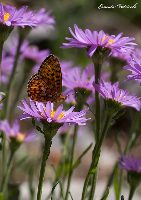 da identificare - Boloria (Clossiana) euphrosyne